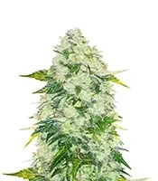 AK 47 Fast Version Seeds (EGS)