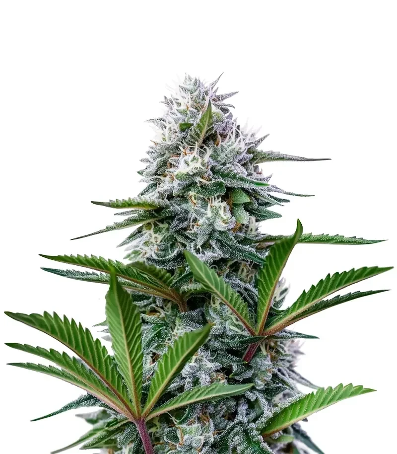 Semi Femminizzati Astro Lemonade F1 (Royal Queen Seeds)