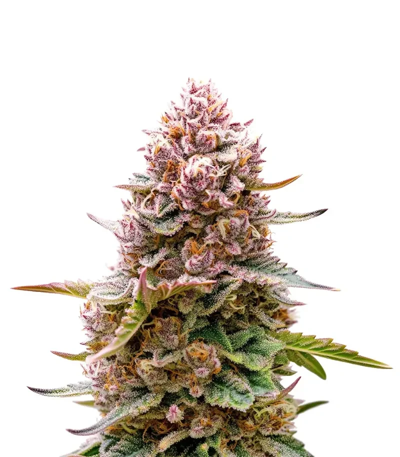 Blue Applez Seeds (Dutch Passion)