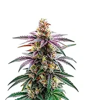 Blue Dream Auto Seeds