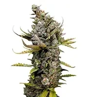 GH Cheese Seeds