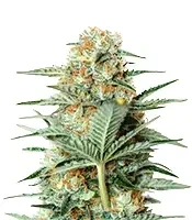 Graines de cannabis Mamba Negra / Black Mamba (BlimBurn Seeds)