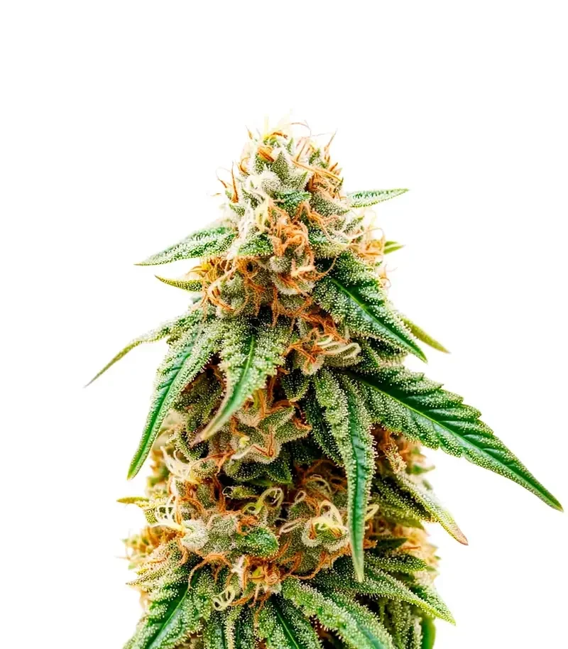 PriZmatic Seeds (Humboldt Seeds Organization)
