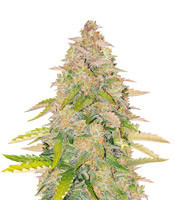 West Coast O.G. Auto (Fast Buds) Cannabis-Samen
