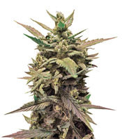 60 Day Lemon Autoflower feminized seeds