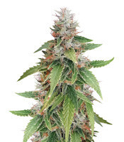 Gelato feminized seeds (Blackskull Seeds)