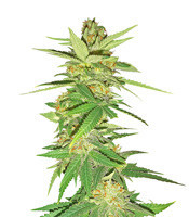 Sweet Bilbo feminized seeds