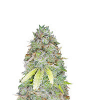 Z Glue (Flavour Chasers) Cannabis-Samen