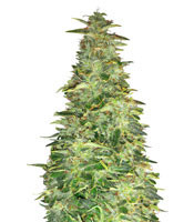 Pounder Auto feminized seeds