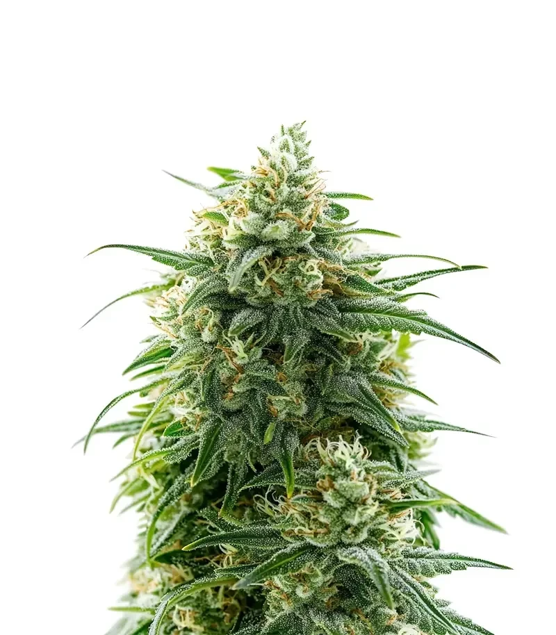 Sementes Feminizadas de Banana Sherbet XXL (Growers Choice)