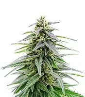 Critical Mass Fast feminized seeds