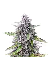 Semillas Feminizadas Mimosa Automatic (Royal Queen Seeds)