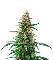 Permanent Marker Auto Seeds