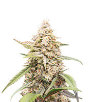 Tropicanna Poison XL Auto Feminized Seeds (Sweet Seeds)