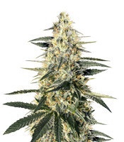 Caribe feminized seeds