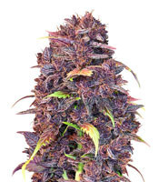 Purple Lemonade Auto Seeds For Sale