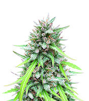 Auto White Widow CBD (Pyramid Seeds)