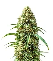 Sweet Bourbon Kush Auto Seeds