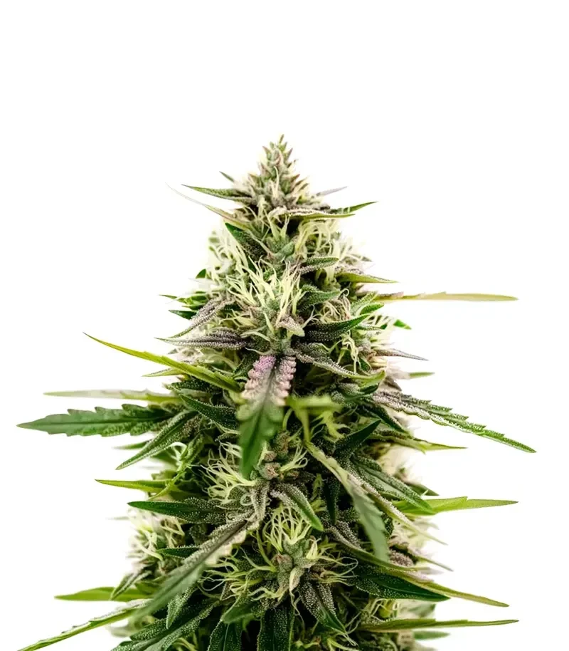 The 2019 Seeds (Royal Queen Seeds)