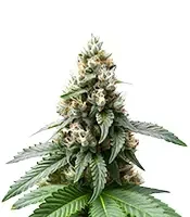 Tropical Tangie Seeds