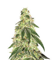 GG#4 Original Glue (Kera Seeds) Cannabis-Samen