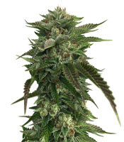 Original Bruce Banner regular seeds