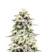 Sweet Amnesia feminized seeds