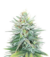 Cherry Pie feminized seeds (Female Seeds)