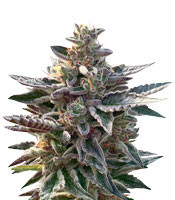 Do-Si-Dos (Pyramid Seeds) Cannabis-Samen