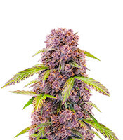 Lemon Cherry Cookies Auto Feminized Seeds (Fast Buds)