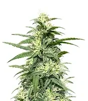 Alaska Thunderfuck Auto Seeds