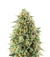 Do-Si-Dos Auto Seeds