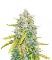 LSD feminized seeds
