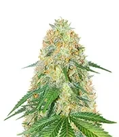 OG Kush Fast Version Feminized Seeds (Herbies Seeds USA)