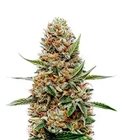 Pineapple Poison Seeds