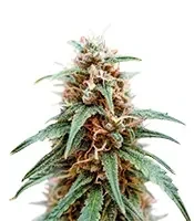 Super Lemon Cloud Auto Seeds