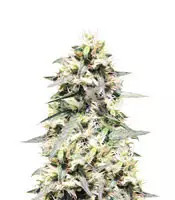 Semi femminizzati Sweet Amnesia