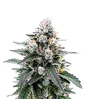Graines féminisées de Trainwreck Auto (Barney's Farm)