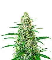 White Widow Auto Seeds