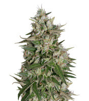 Gnasha feminized seeds