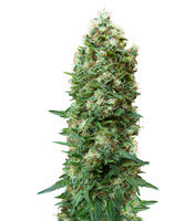 Gordomaster Kush (Positronics Seeds)