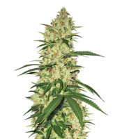 Northern Haze Express Auto feminized seeds