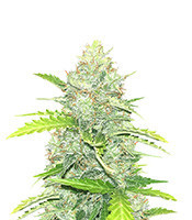 Blue Dream Autoflower Feminized Seeds (Seedkeepers)