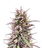 Semillas feminizadas de CBD Terra Italia (Female Seeds)