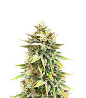 Graines féminisées de Ghost Chem OG Autoflower (Seedkeepers)