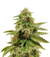 Semillas feminizadas Gorilla Breath (Humboldt Seeds)