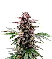 Black Runtz Seeds