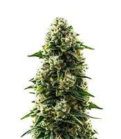 Durban Poison Auto Seeds