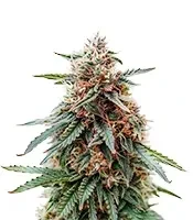 Headstone feminized seeds
