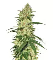 Semi femminizzati Northern Haze Express Auto